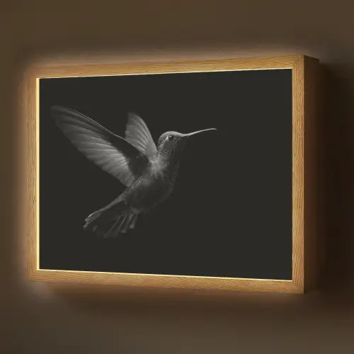 Kolibrie - Zwart - Dieren Light Box met batterij (Wandlamp) middel -z3d_website