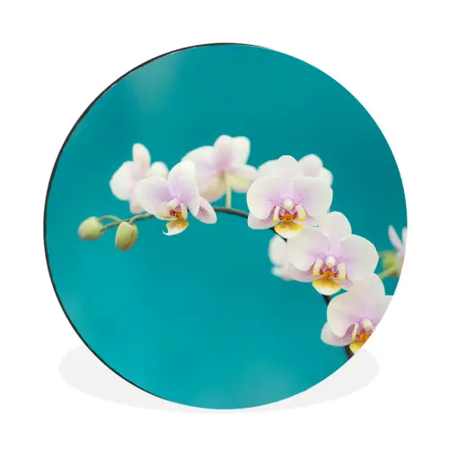 Orchidee - Bloemen - Plant - Wit - Paars Wandcirkel aluminium klein -3d