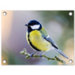 Koolmees op een Tak tuinposter los doek klein -3d