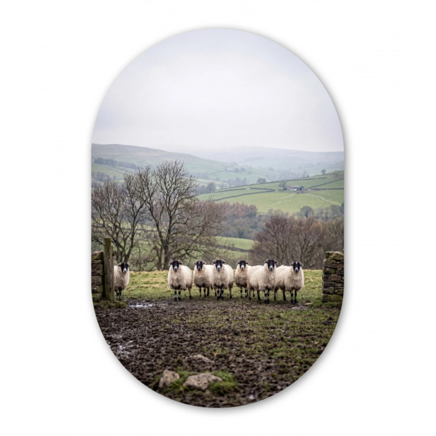 Schapen - Rij - Weide - Dieren - Platteland Wandcirkel Ovaal Aluminium middel -3d