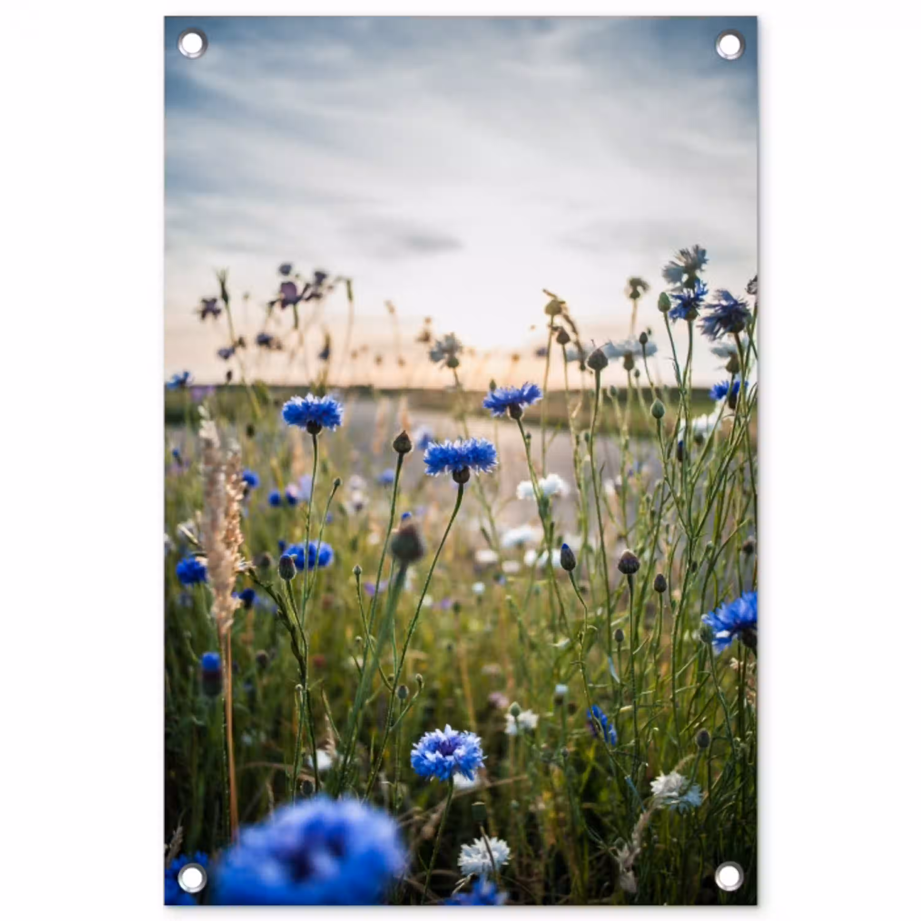 Korenbloemen bij zonsondergang tuinposter los doek klein -3d