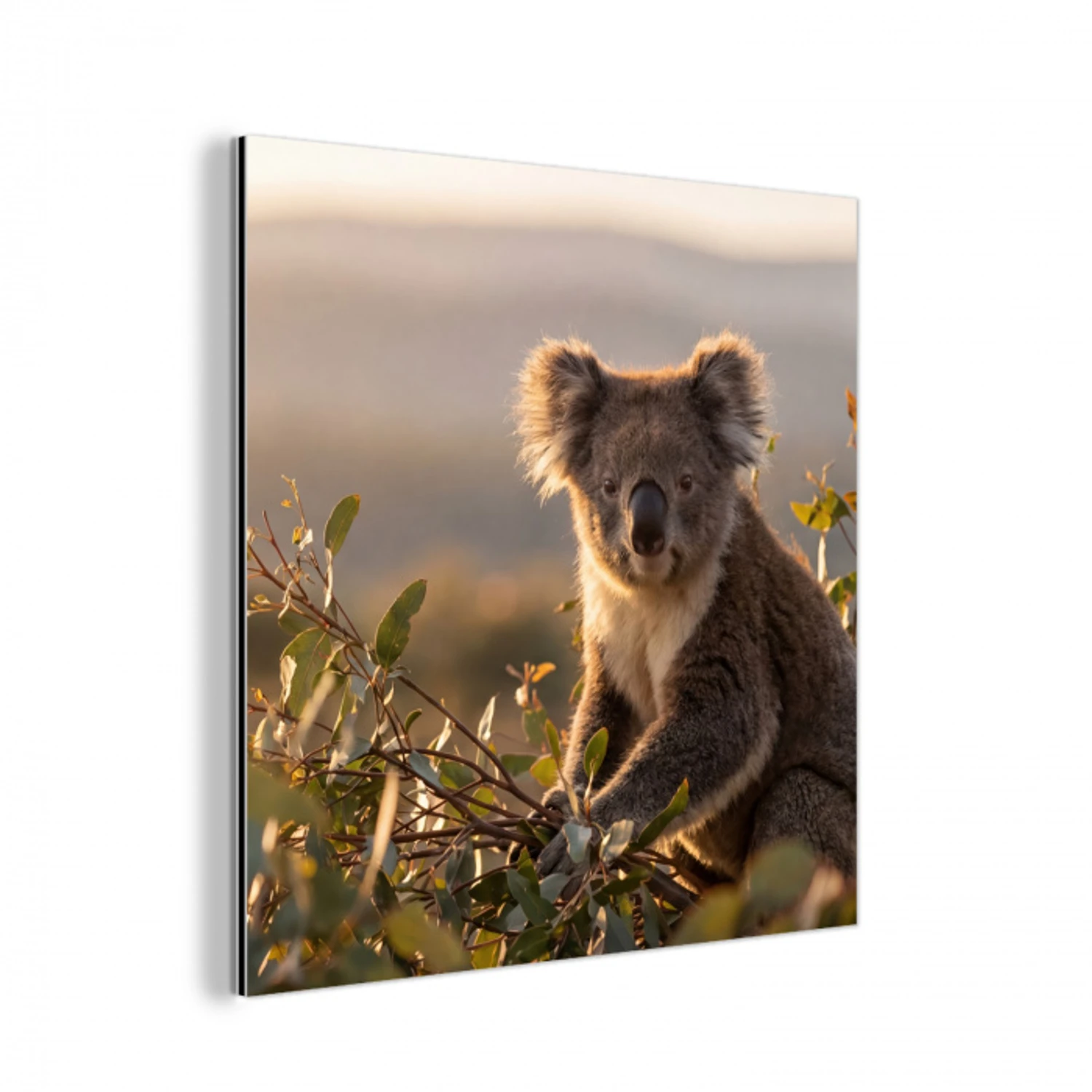Koala - Bladeren - Ochtendlicht aluminium wit klein -3d