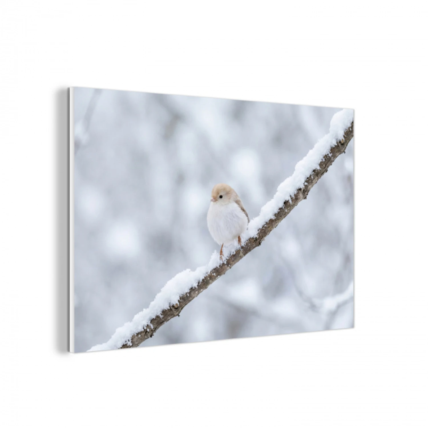 Vogeltje - Sneeuw - Tak - Winter - Zacht forex 5mm xxl -3d