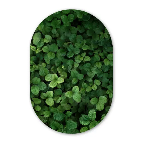 Groen - Bladeren - Kartel - Zonlicht Wandcirkel Ovaal Glas middel -3d