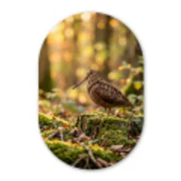 Houtsnip - Bos - Bladeren - Herfst - Gecamoufleerd Wandcirkel Ovaal Forex klein -3d