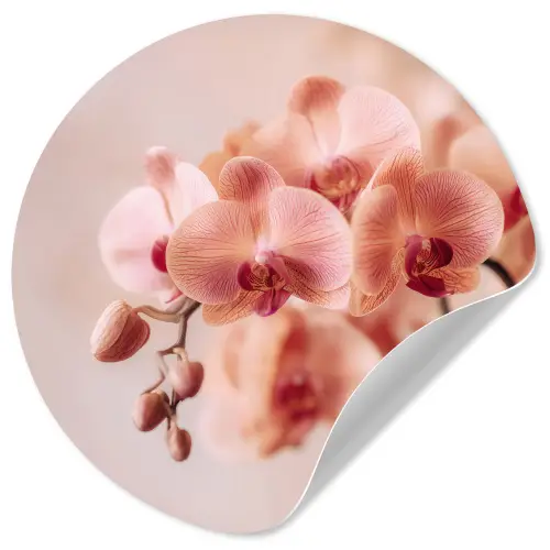 Orchidee - Bloemen - Roze - Bloemblaadjes Wandcirkel behangsticker klein -3d