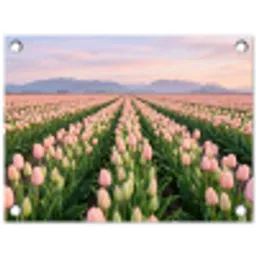 Tulpen - Landschap - Roze tuinposter los doek klein -3d
