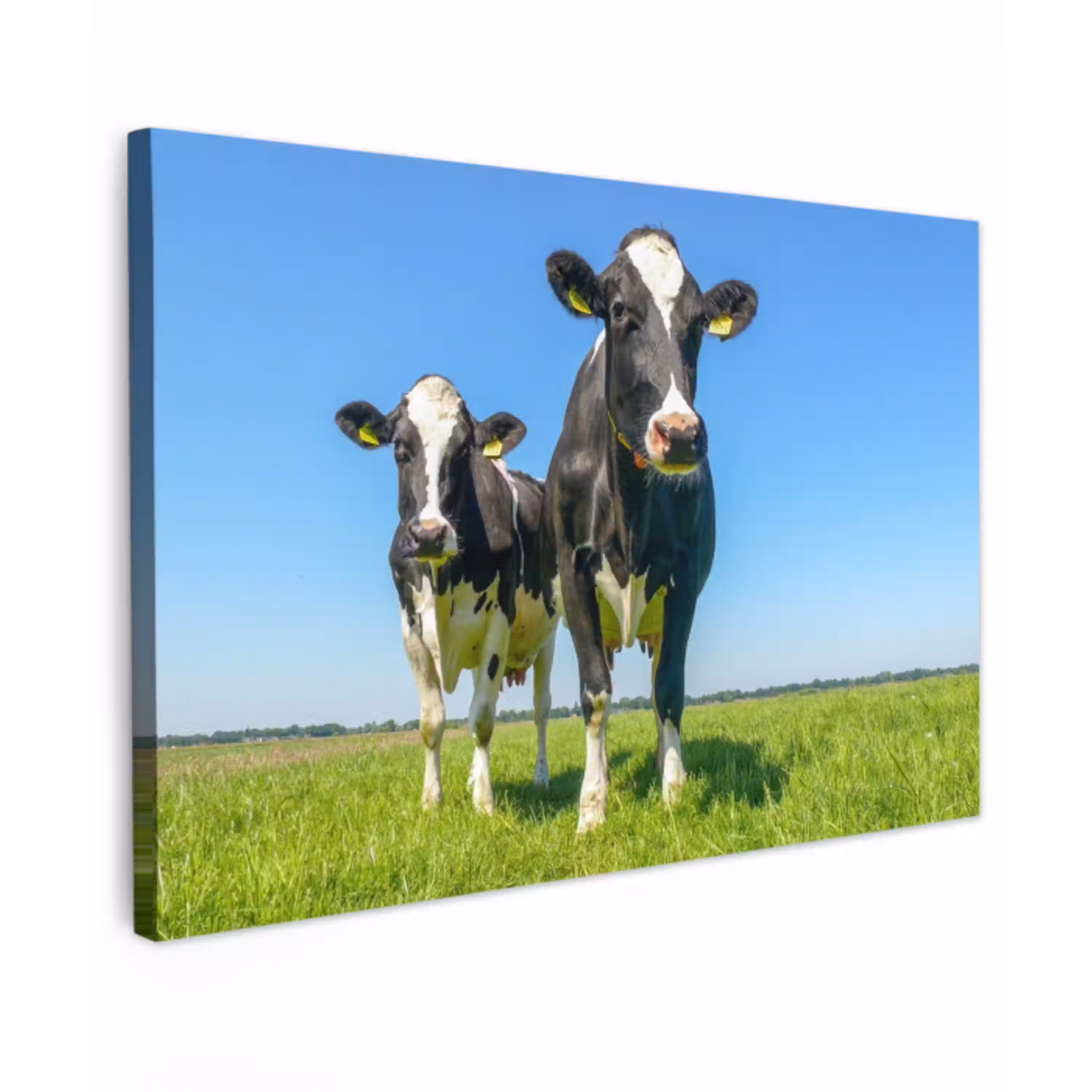 Koeien op een zonnige dag in de wei Tuinposter op houten frame 2 cm dik klein -3d