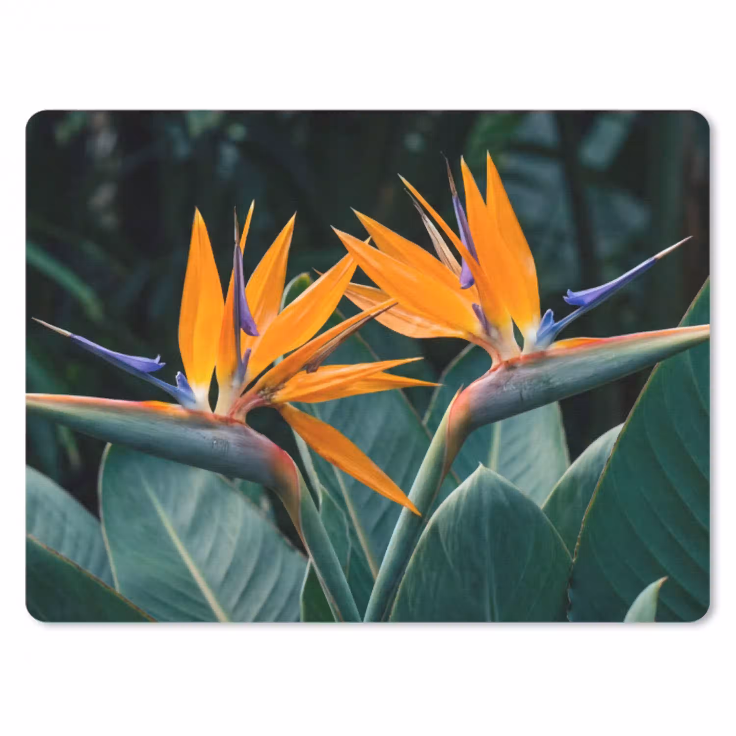 Paradijsvogel - Bloem - Exotisch muismat rubber klein -3d