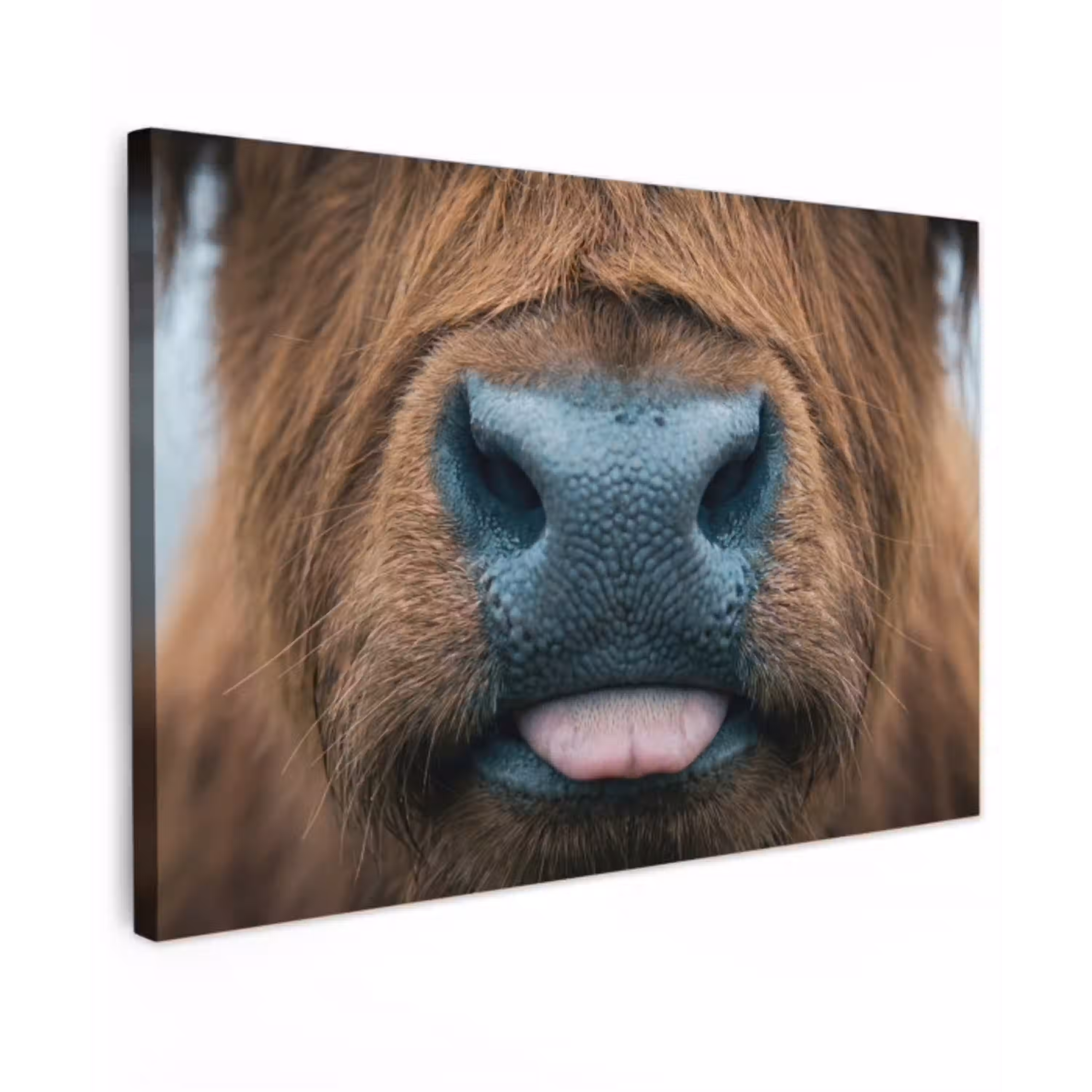 Schotse hooglander - Neus - Bruin canvas 2cm klein -z3d