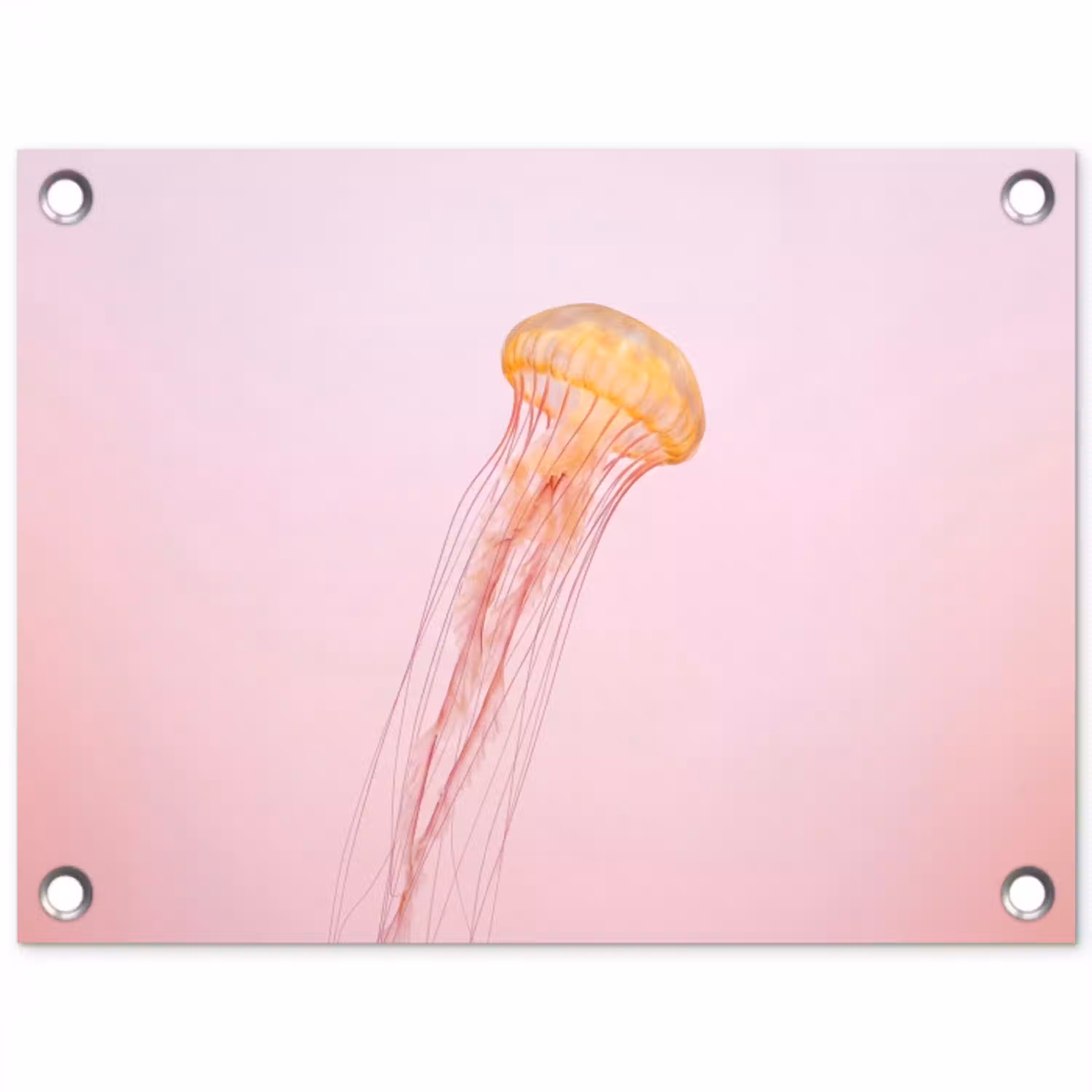 Sierlijk - Kwal - Roze tuinposter los doek klein -3d