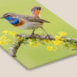 Vogel - Tak - Natuur - Kleurrijk fotolijst zwart zonder passe partout klein -zsfeer6