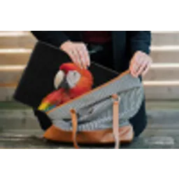 Ara - Portret - Rood laptophoes neopreen klein -tas