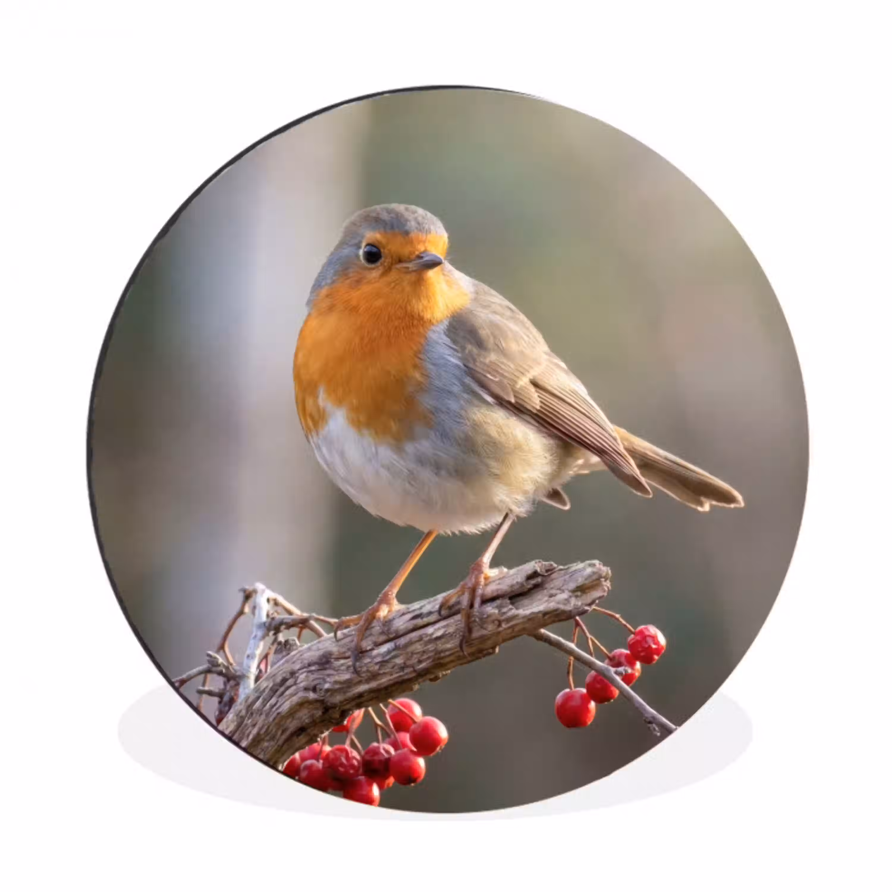 Roodborst - Tak - Bessen - Natuur Wandcirkel aluminium klein -3d