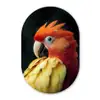 Close-up - Papegaai - Veren - Oranje Wandcirkel Ovaal Forex klein -3d
