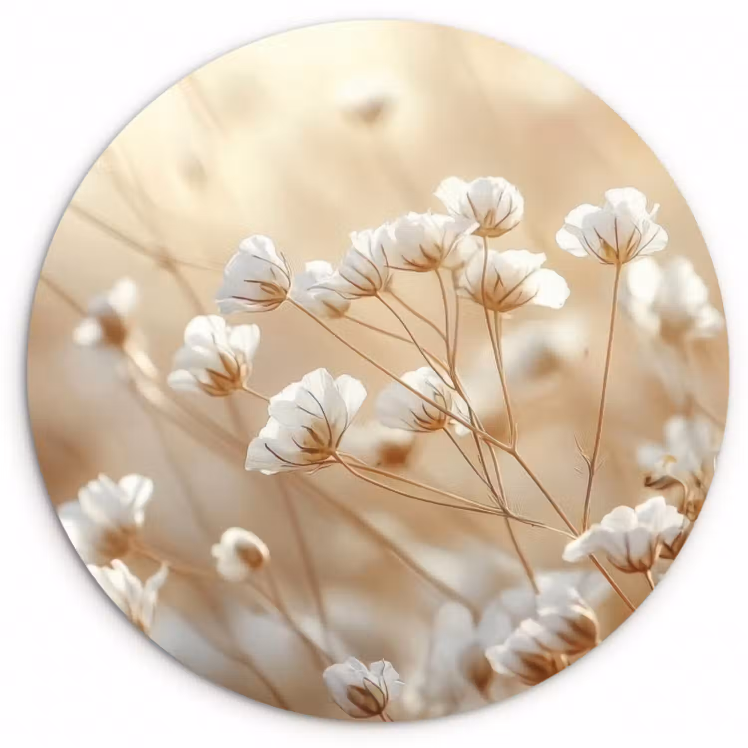 Forexbild Rund - Wild - Blumen - Weiß