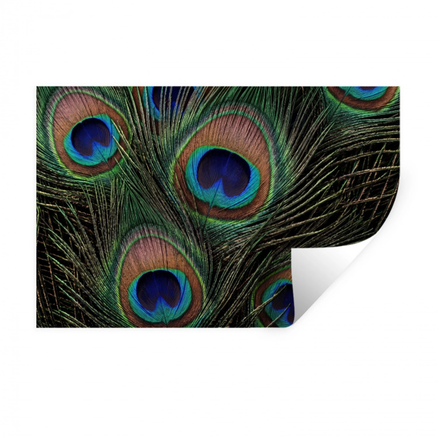 Pauwenveren - Klassiek - Groen Muursticker klein -3d