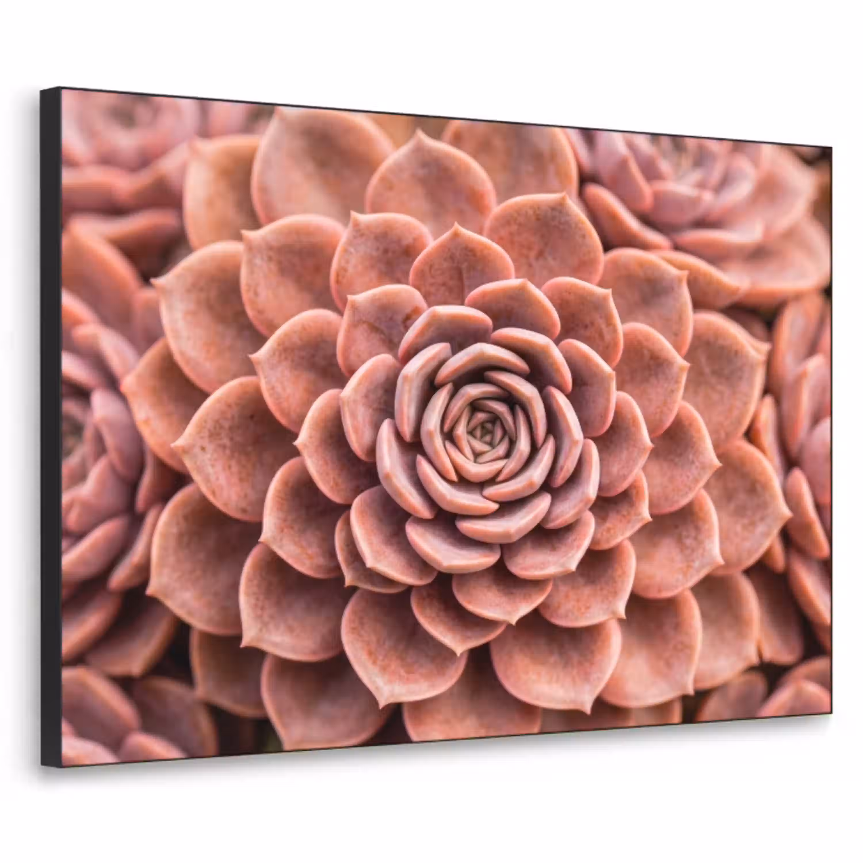 Vetplant - Organisch - Roze Textielframe zwart klein -3d