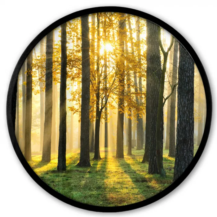 Bos - Zon - Bomen - Gras - Landschap  - Natuur Fotolijst rond zonder passe partout klein -3d
