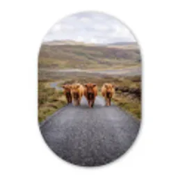 Schotse Hooglanders - Weg - Landschap - Kudde Wandcirkel Ovaal Forex klein -3d