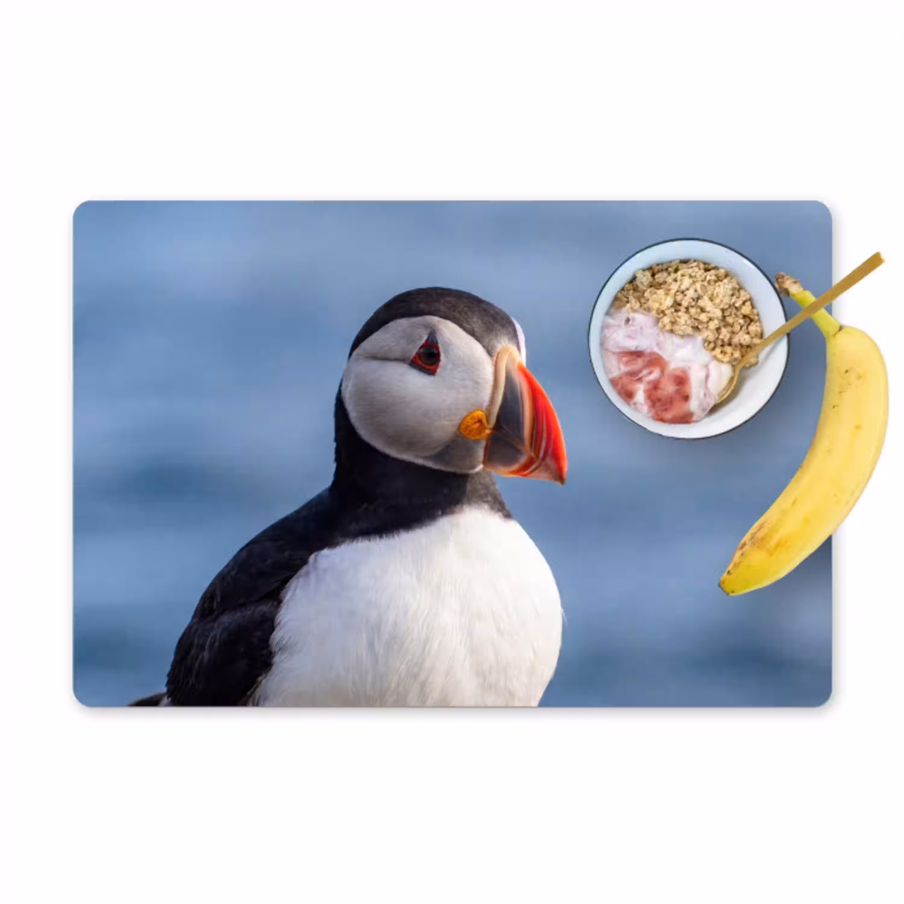 Papegaaiduiker - Portret - Natuur Placemat vinyl groot -zzzproduct_Kitchenyeah-website