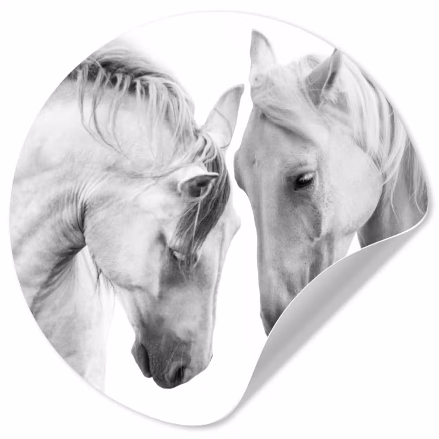 Behangcirkel - Paard - Dieren - Portret - Wit