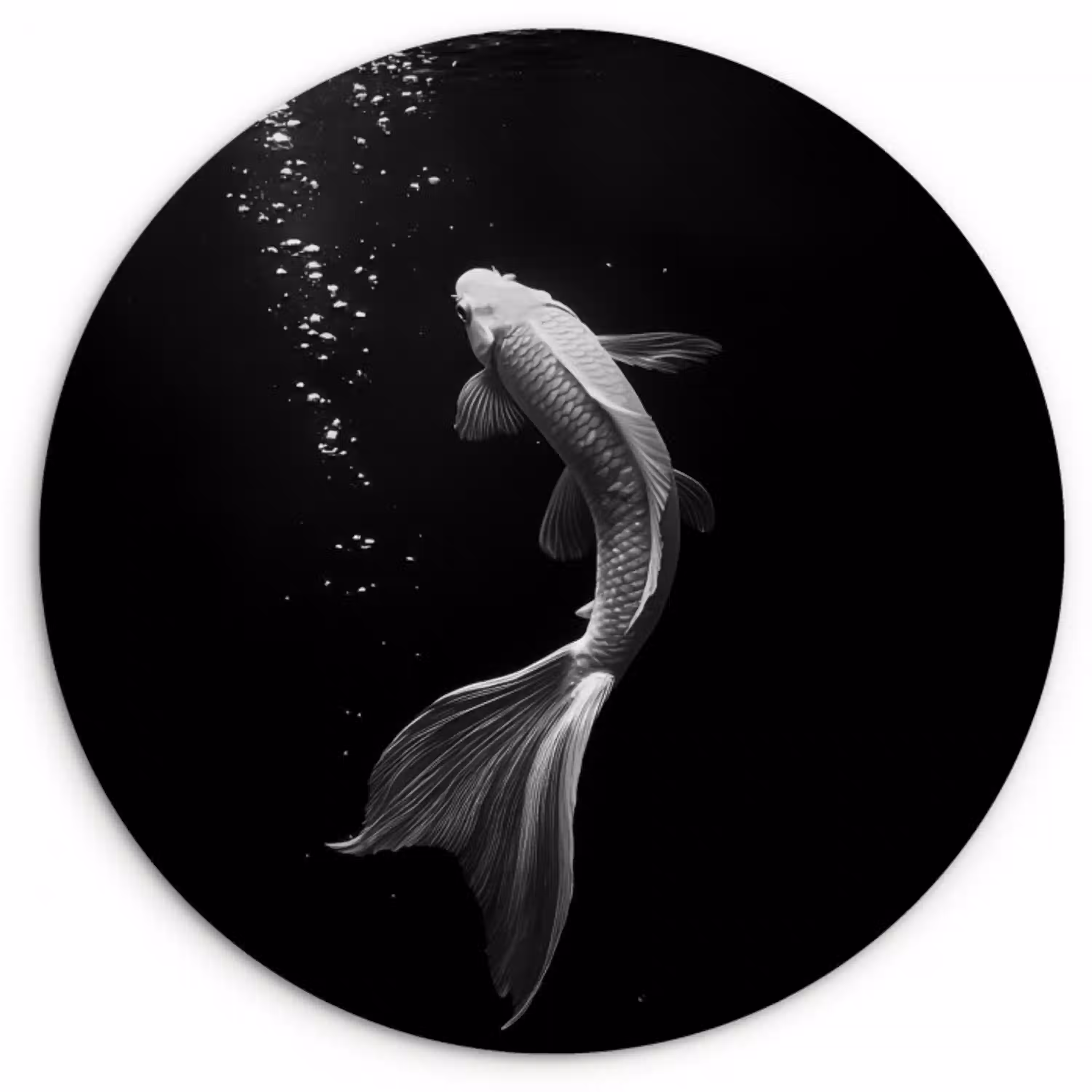 Koi - Vis - Wit - Zwart Wandcirkel plexiglas klein -3d