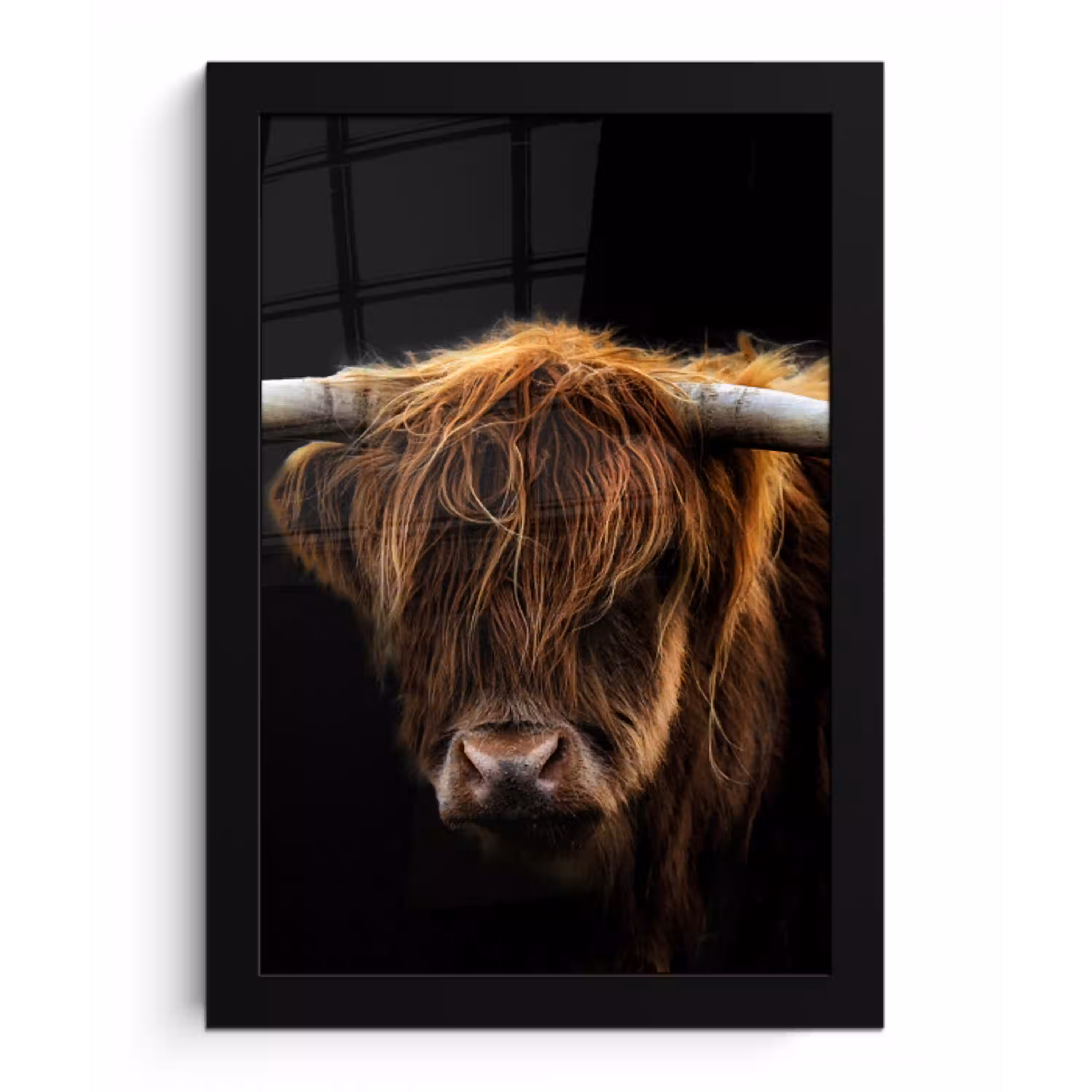 Schotse Hooglander - Horens - Zwart - Dieren - Natuur - Wild - Koe fotolijst zwart zonder passe partout klein -3d