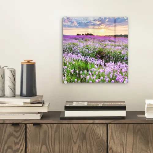 Lavendel - Bloemen - Zonsondergang - Paars - Weide plexiglas 5mm klein -sfeer1