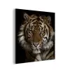 Tijger - Wilde dieren - Portret aluminium wit klein -3d