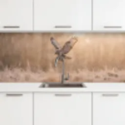 Buizerd - Roofvogel - Natuur - Bruin keuken achterwand 2 middel -3d