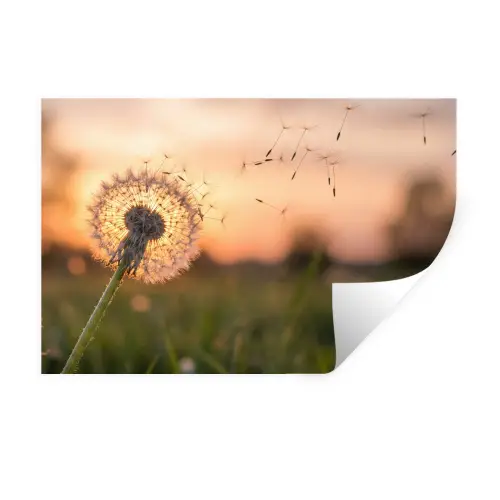 Paardenbloem - Zonsondergang - Veld Muursticker klein -3d