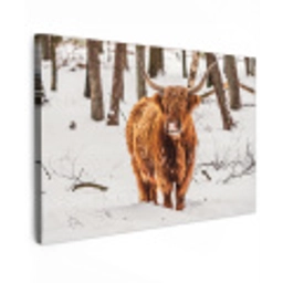 Schotse Hooglander - Sneeuw - Winter - Natuur - Dieren Tuinposter op houten frame 2 cm dik klein -3d