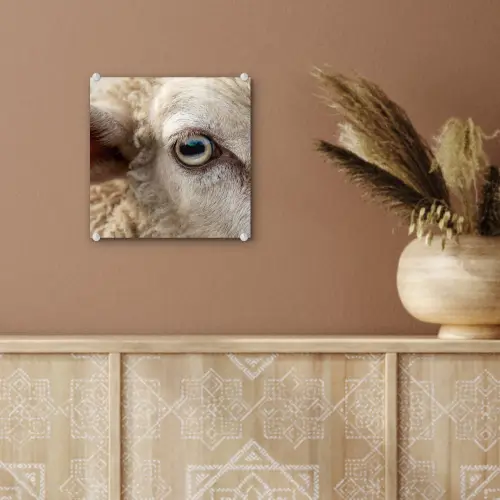 Schaap - Oog - Wit plexiglas 5mm klein -sfeer5