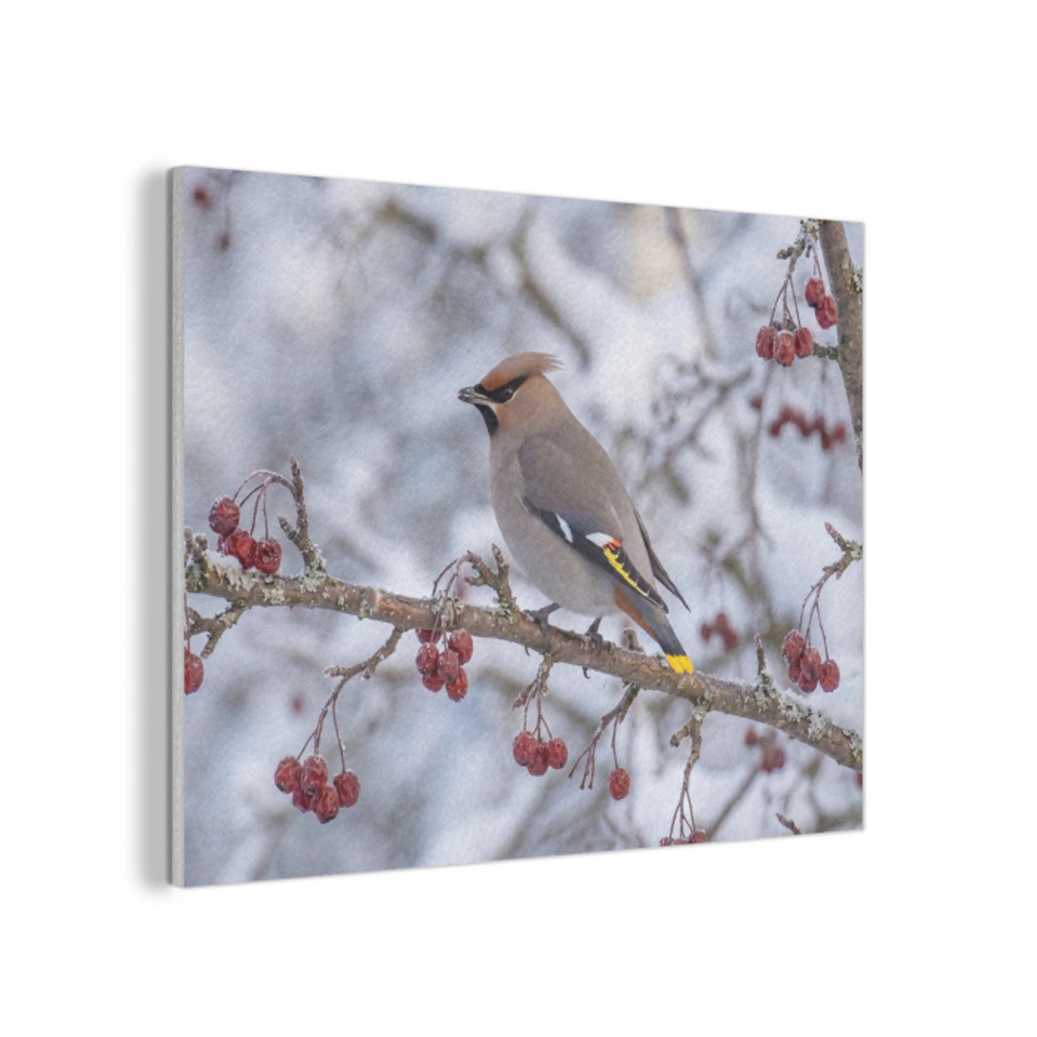 Pestvogel - Bessen - Winter - Natuur PET vilt klein -3d