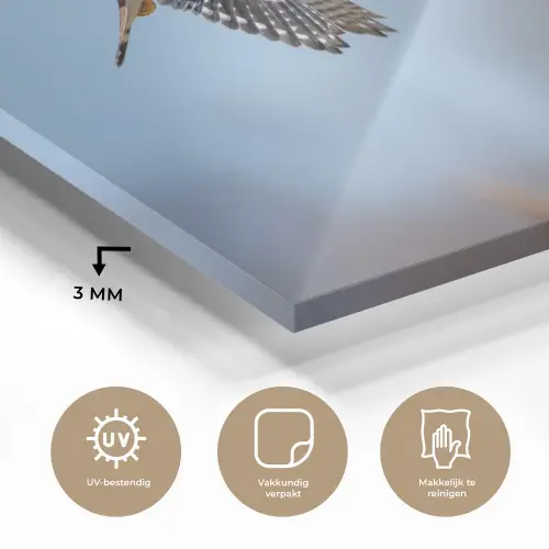 Kleurrijke valk aan het vliegen plexiglas 5mm klein -sfeer2