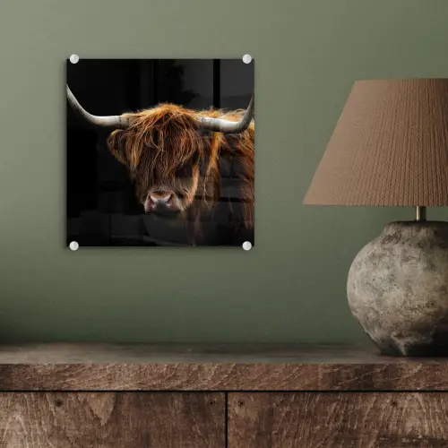 Schotse Hooglander - Horens - Zwart - Dieren - Natuur - Wild - Koe plexiglas 5mm klein -sfeer3