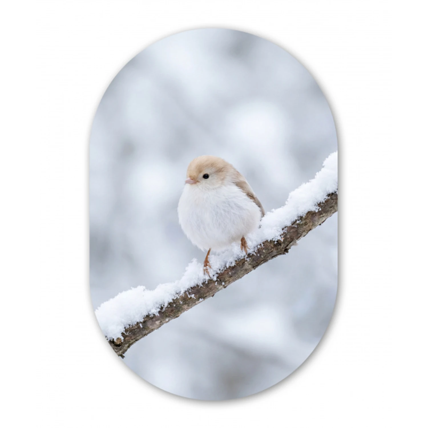 Vogeltje - Sneeuw - Tak - Winter - Zacht Wandcirkel Ovaal Aluminium middel -3d