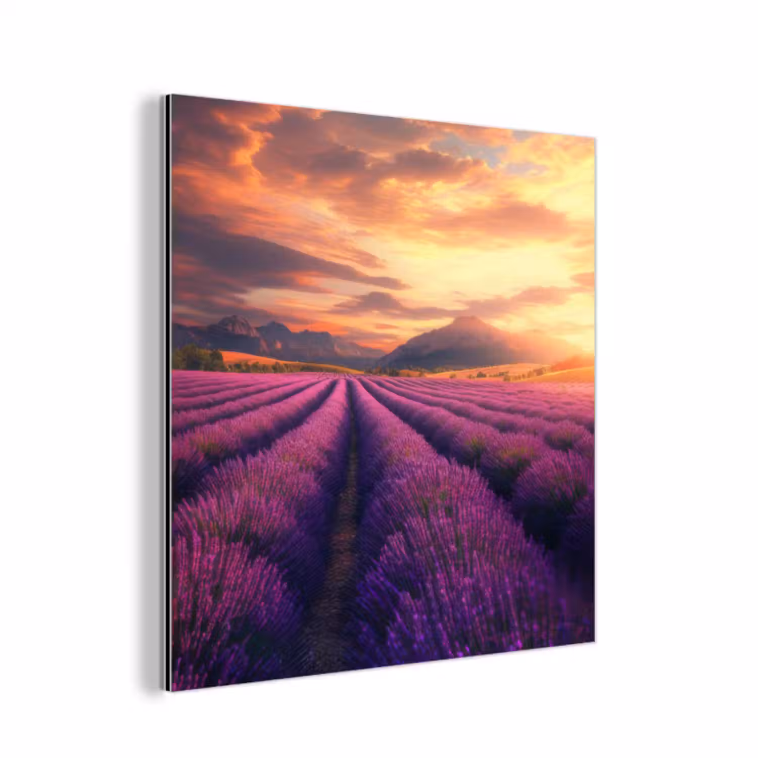 Aluminium schilderij - Lavendelveld - Zonsondergang - Paars