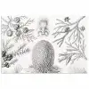 Coniferen - Ernst Haeckel - Kunst - Retro - Illustratie - Natuur poster papier klein -3d