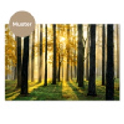 Bos - Zon - Bomen - Gras - Landschap  - Natuur keuken achterwand sample klein -3d_DE