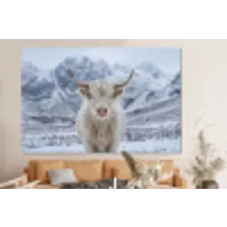 Schotse Hooglander - Sneeuw - Bergen - Winter forex 5mm xxl -bovenbank