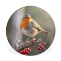 Roodborst - Tak - Bessen - Natuur Wandcirkel aluminium klein -3d