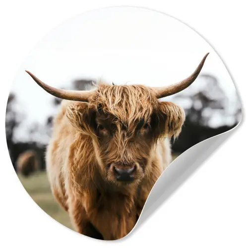 Schotse Hooglander -  Koe - Gras - Dieren - Natuur Wandcirkel behangsticker klein -3d