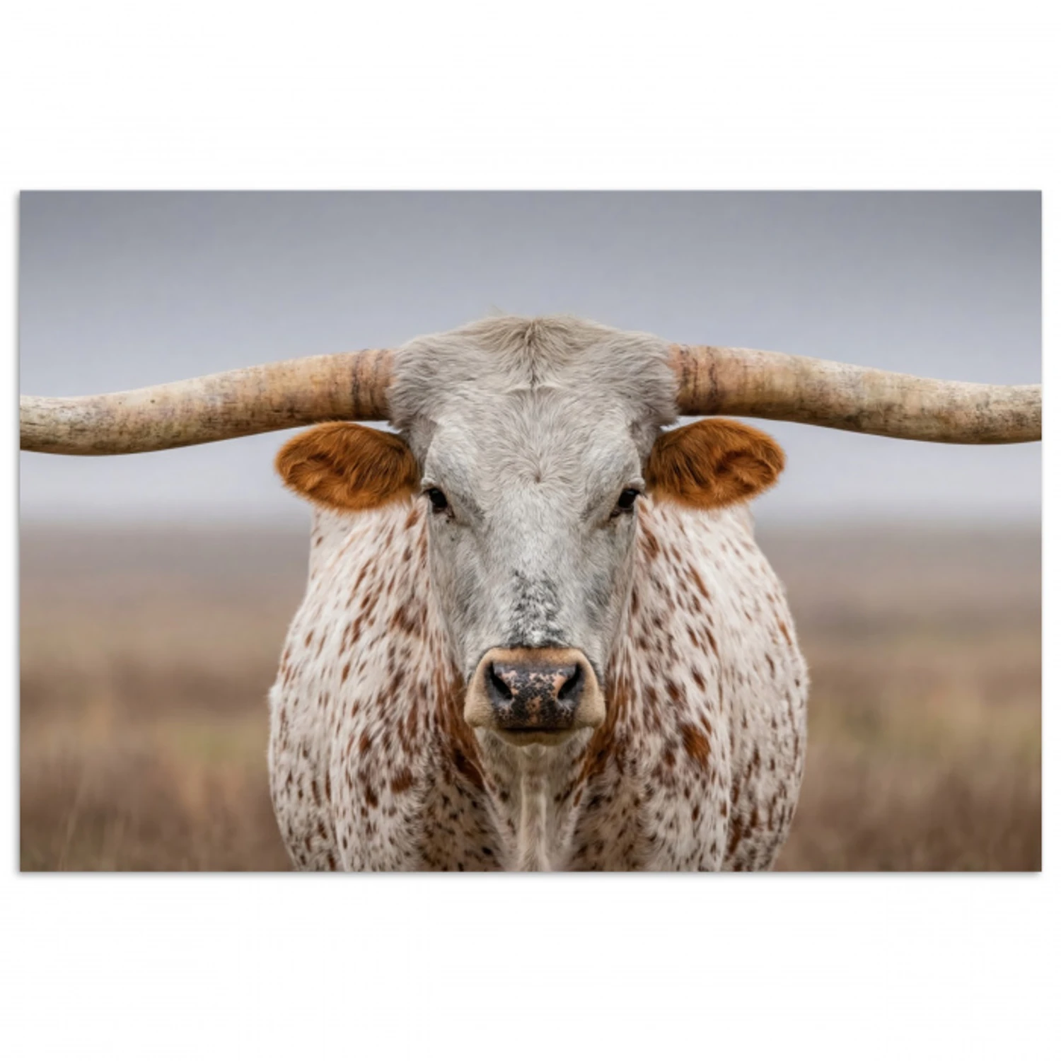 Longhorn - Grasveld - Dier poster papier klein -3d