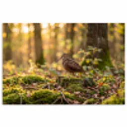 Houtsnip - Bos - Bladeren - Herfst - Gecamoufleerd poster papier klein -3d