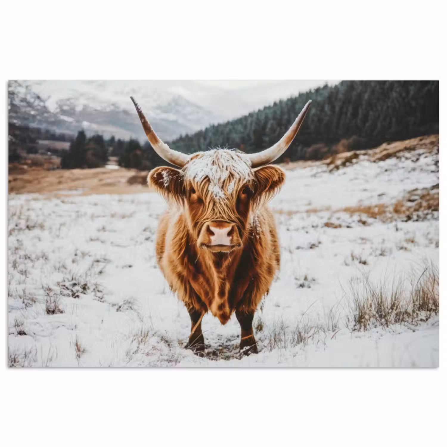 Poster - Schottische Highlander - Landschaft - Schnee - Berge - Winter