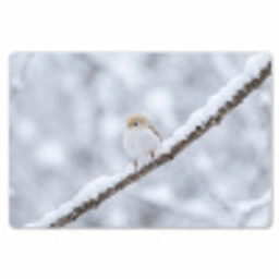 Vogeltje - Sneeuw - Tak - Winter - Zacht Placemat vinyl groot -zzsfeer1_Kitchenyeah-website
