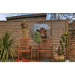 Doorkijk - Koe - Weiland - Landschap - Dieren Wandcirkel tuinposter met ringen klein -buiten3