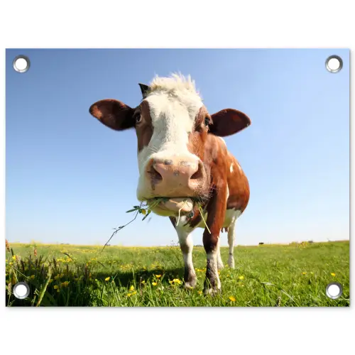 Koe in de Weide tuinposter los doek klein -3d